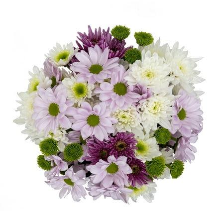 Mother's Day Rainbow Poms (Fresh Cut Flowers)