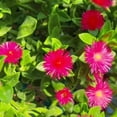 thumbnail image 3 of Red Aptenia Plant Live in 2'' Pot, Red Ice Plant Well Rooted 2-5'' Tall, 2 Plants Per Pot, Ready to Grow Outdoor, 3 of 5