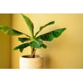 thumbnail image 2 of Gardenera Labs Banana Tree Potting Mix - High-Performance Formula for Vibrant Growth and Abundant Fruit Production - Unlock The True Potential of Your Banana Trees (20 Quart), 2 of 5