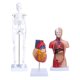 thumbnail image 4 of Modelo de esqueleto de torso de corazón ANGGREK Kit de modelo anatómico humano PVC respetuoso con el medio ambiente, 4 of 7