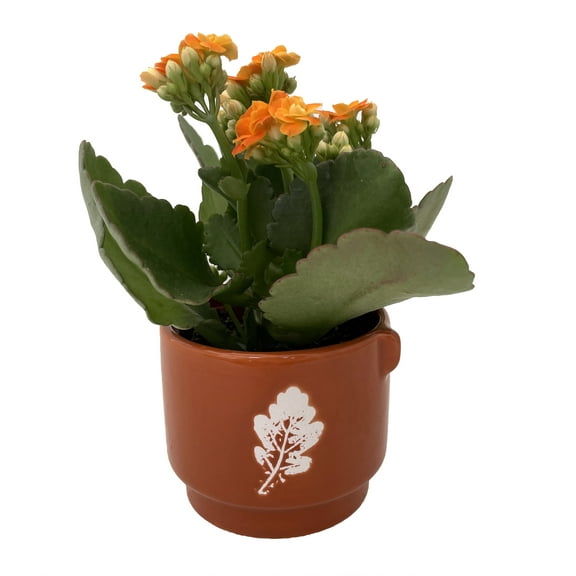 PumpkinSpice Autumn Leaves Ceramic Planter with Calandiva Succulent Plant-3" Pot
