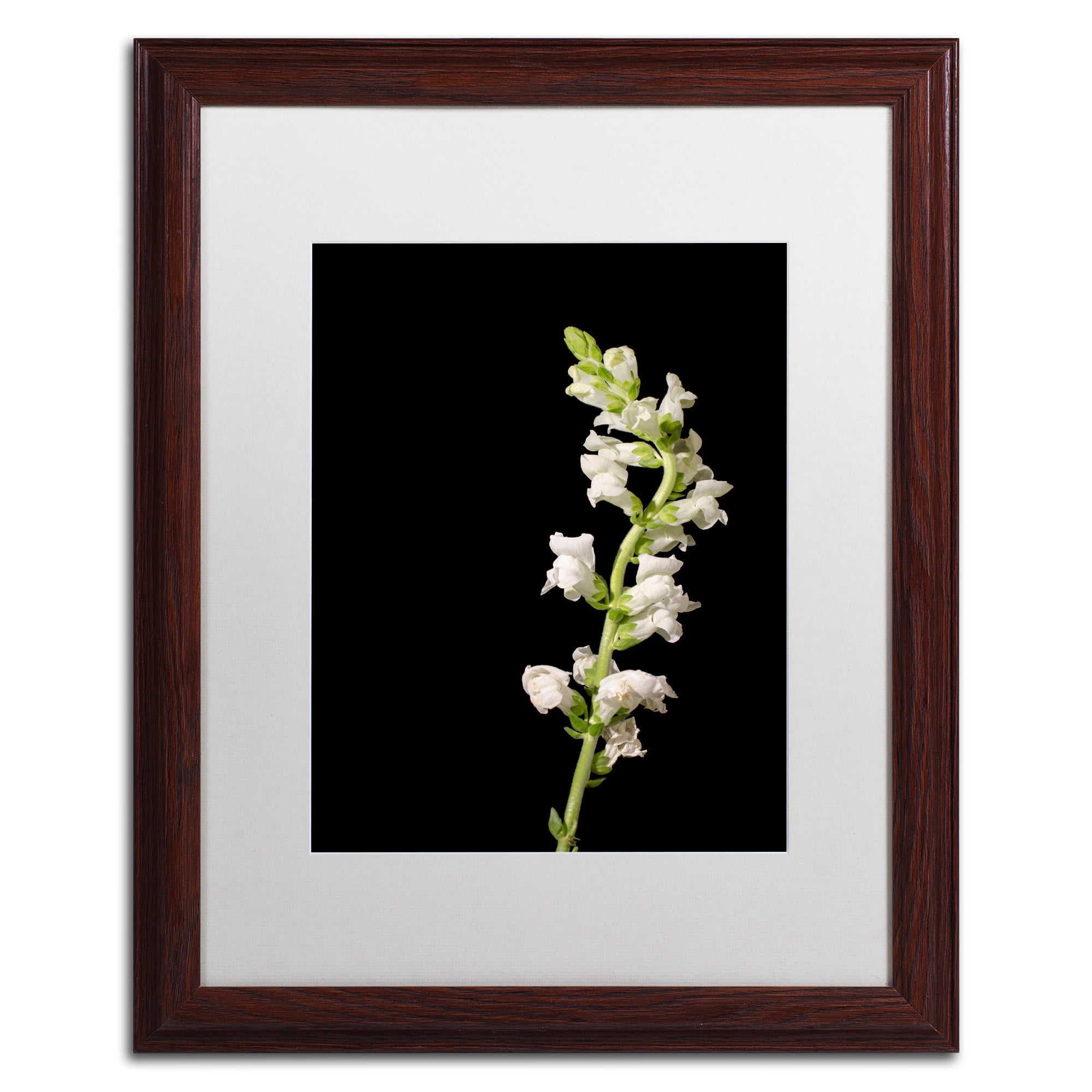 Trademark Fine Art 'White Snapdragons' Canvas Art by PIPA Fine Art, Black Matte, Black Frame