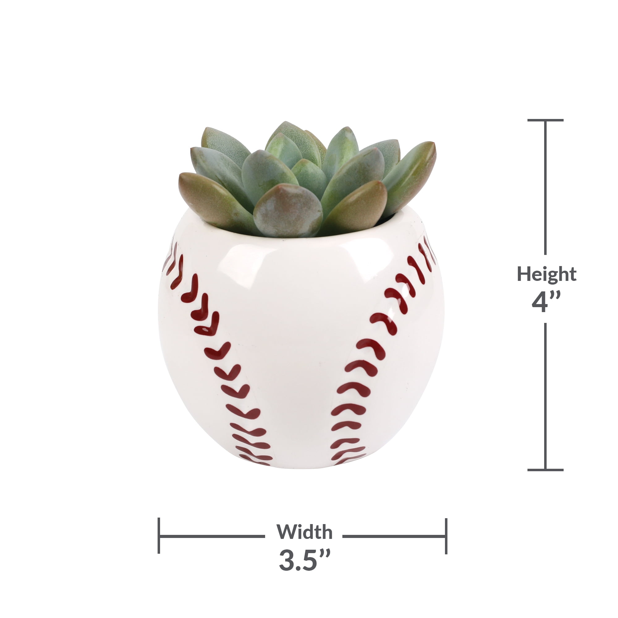 Green Circle Growers 2.5in Echeveria Succulent in Ceramic Pot