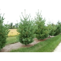 50 Eastern White Pine Tree Seeds for Planting