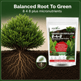thumbnail image 5 of ASTEVORA Evergreen Fertilizer – All-Purpose Granular Plant Food for Outdoor Trees and Shrubs, Azaleas, Magnolias, Pines & Arborvitae – Slow-Release Formula (1 Quart), 5 of 9