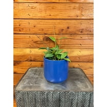 Hoya Minahassae, 4" Plant, The Plant Farm