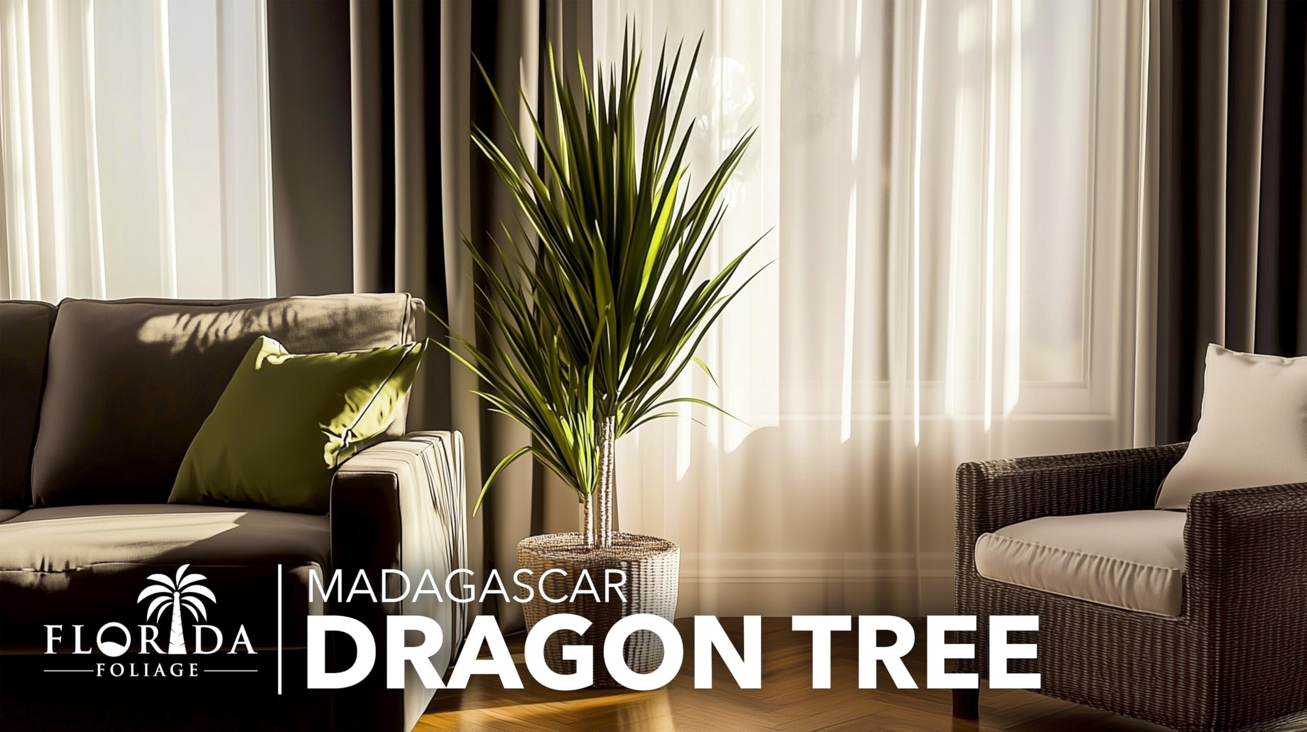 Madagascar Dragon Tree  Extra Large 3 Gallon Tree  Large Beautiful Florist Quality House Plant  Air Purifying Exotic Indoor Plant  Perfect for Home and Office Decor