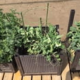 thumbnail image 4 of GUANGHONG Support Ring Adjustable Trellises Garden Fixed Climbing for Shady Areas Vegetable Pack Trays, 4 of 8