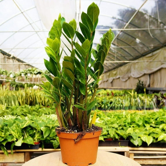 ZZ Plant - Live Plant in a 8 Inch Pot - Zamioculcas Zamiifolia - Beautiful Easy to Grow Air Purifying Indoor Plant