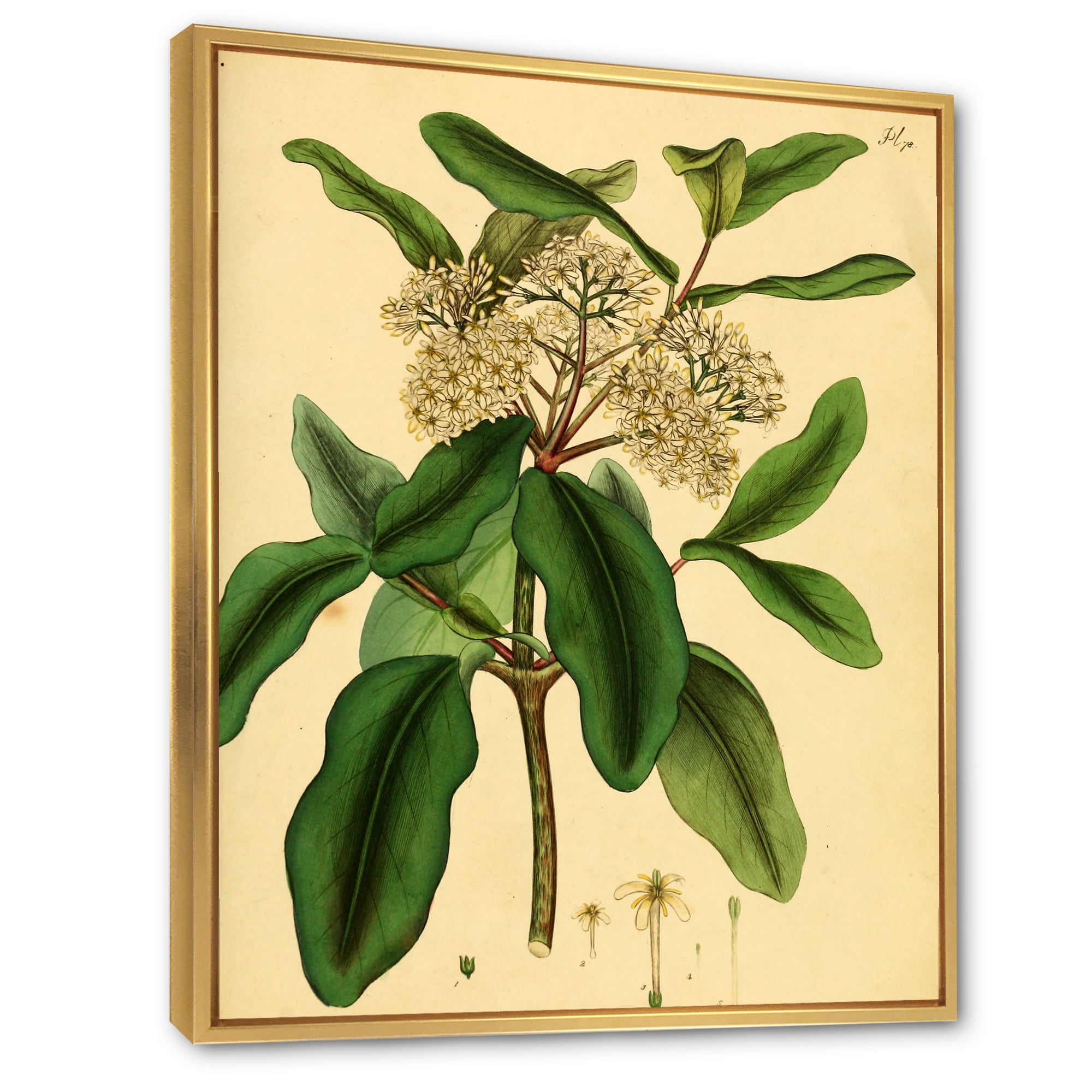 Designart 'Ancient Plant Life I' Traditional Framed Canvas Wall Art Print