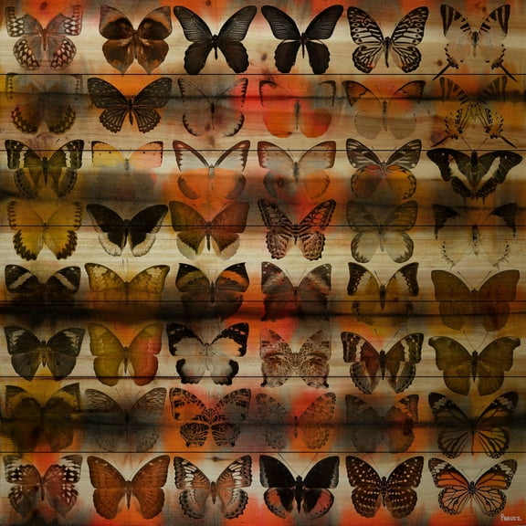 Parvez Taj Moths in Rows Pinewood Wall Art, 12" x 12"