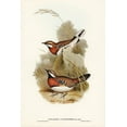 thumbnail image 2 of Gould, John 17x24 Black Ornate Wood Framed with Double Matting Museum Art Print Titled - Chestnut-breasted Ground-Thrush-Cinclosoma castaneothorax, 2 of 4