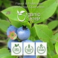 thumbnail image 5 of Organic Way Wild Bilberries Leaf Cut and Sifted (Vaccinium Myrtillus) - European Wild-Harvest | Organic & Kosher Certified | Non GMO & Gluten Free | USDA Certified | Origin - Albania (1 LB / 16 Oz), 5 of 8