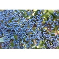 thumbnail image 1 of 50 Graines de Sureau Bleu Sambucus Caerulea Arizona Bleu Arbuste Sureau Fruit Baie, 1 of 10