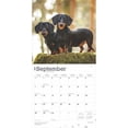 thumbnail image 4 of Dachshunds | 2025 12x24" (Hanging) Wall Calendar | Plastic-Free | BrownTrout, 4 of 9