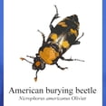 thumbnail image 3 of CafePress - Nicrophorus Americanus Men's Value T Shirt - Men's Classic Graphic Cotton T-Shirt, 3 of 4