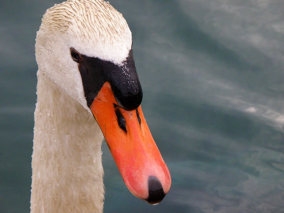 Swan Beak Head White-20 Inch By 30 Inch Laminated Poster With Bright ...