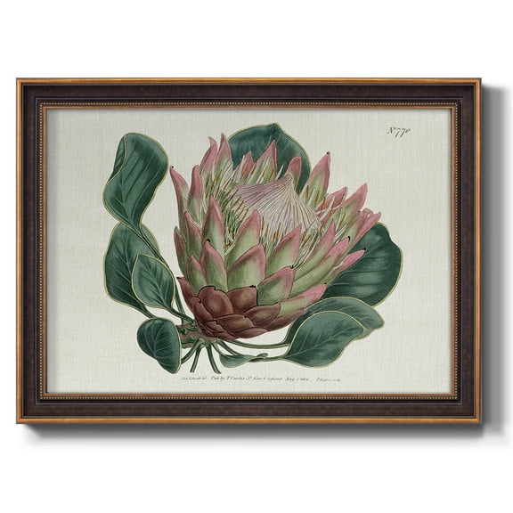 Protea N70 Premium Framed Canvas- Ready to Hang