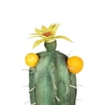 thumbnail image 5 of Northlight 12" Flowering Cactus Artificial Potted Plant - Green/Brown, 5 of 8