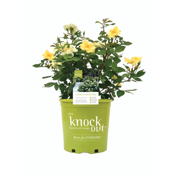 The Knock Out® Family of Roses 'The Yellow Sunny Knock Out® Rose' Live Shrub in 2-Gallon Grower Pot