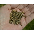 thumbnail image 4 of Earthcare Seeds - Swiss Chard Rainbow 200 Seeds (Beta Vulgaris) Heirloom - Open Pollinated, 4 of 5