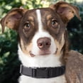 thumbnail image 3 of Heavy Duty Dog Collar, Adjustable Nylon Collar with Quick Release Buckle for Small Medium Large Dogs Walking Training, 3 of 9