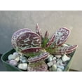 thumbnail image 3 of Calico Hearts - 2 Live Starter Plants in 2 Inch Pots - Adromischus Maculatus - Drought Tolerant Indoor Outdoor Cacti Succulent Houseplant, 3 of 5