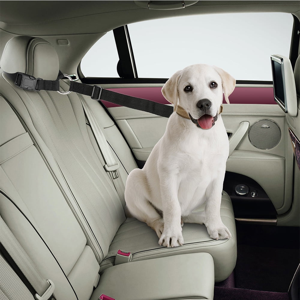 metal dog seat belt