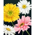 thumbnail image 2 of Popp, Grace 26x32 White Modern Wood Framed Museum Art Print Titled - Gerbera Daisy I, 2 of 4