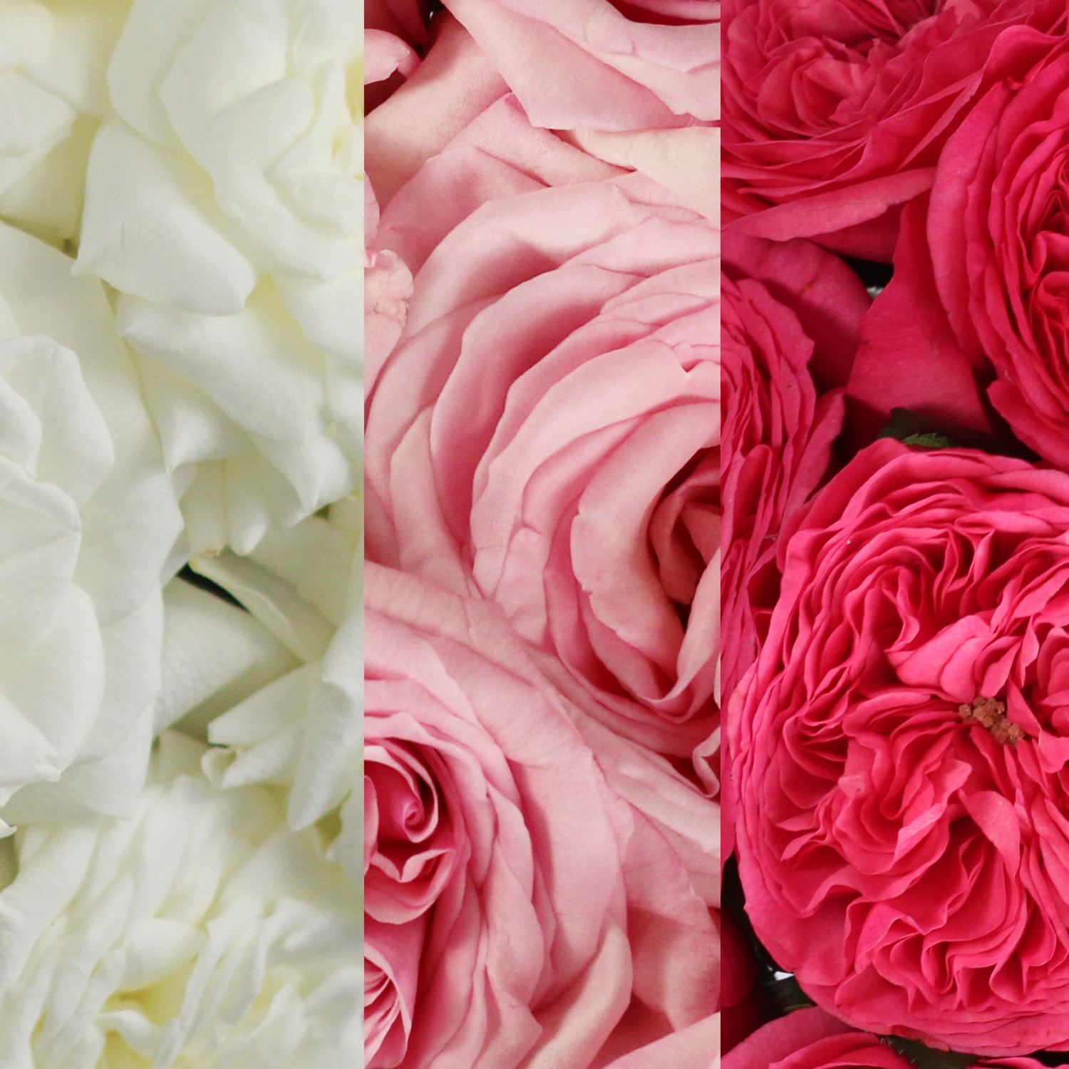 Rose and Lily Cube Bouquet in Bradenton FL - Scarlett's