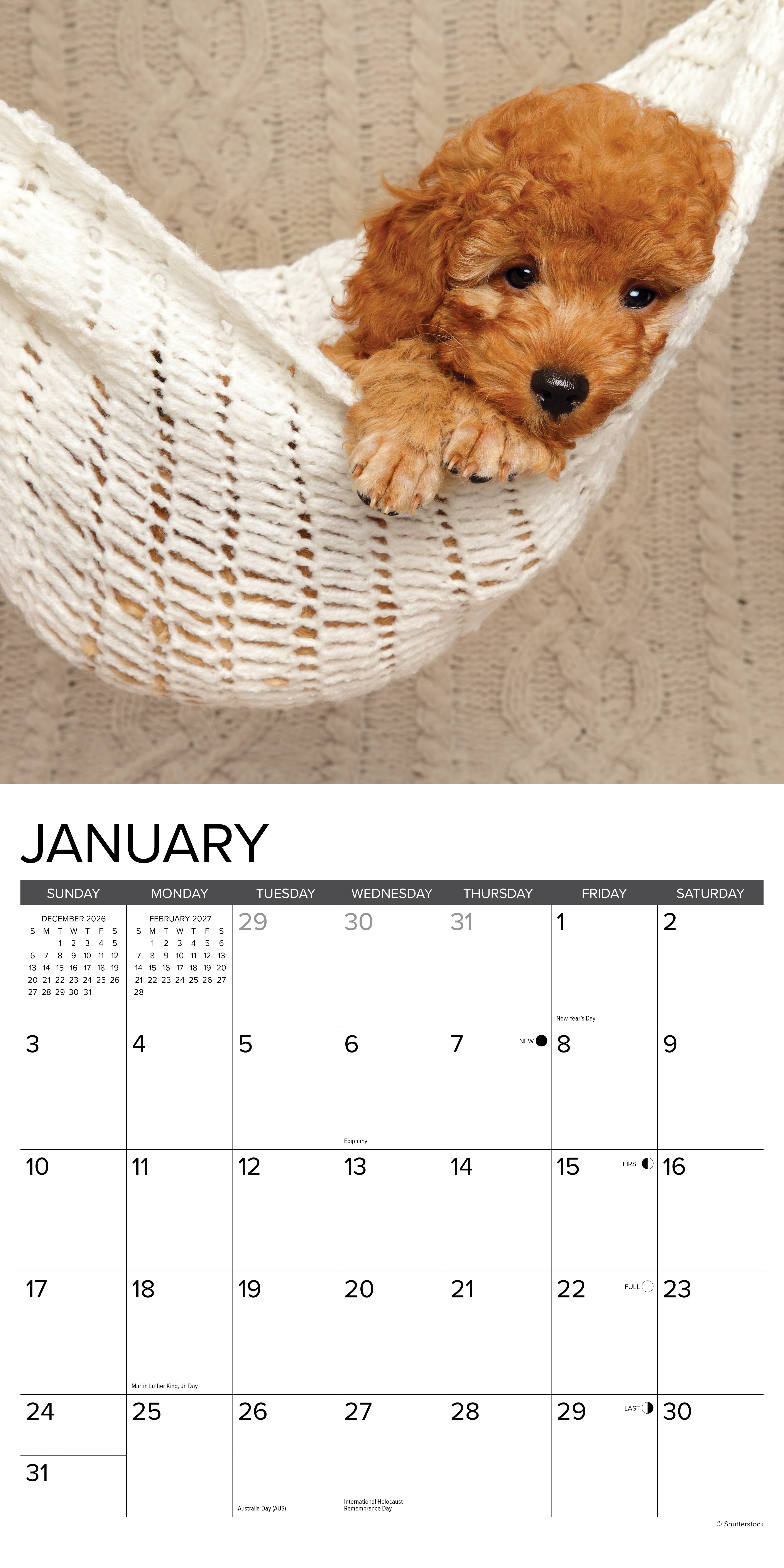 Willow Creek Press, Poodle Puppies 2027 Wall Calendar