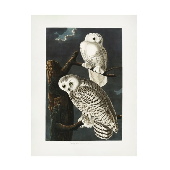 Trademark Fine Art Pictufy   Snowy Owl From Birds of America 1827 Canvas Wall Art