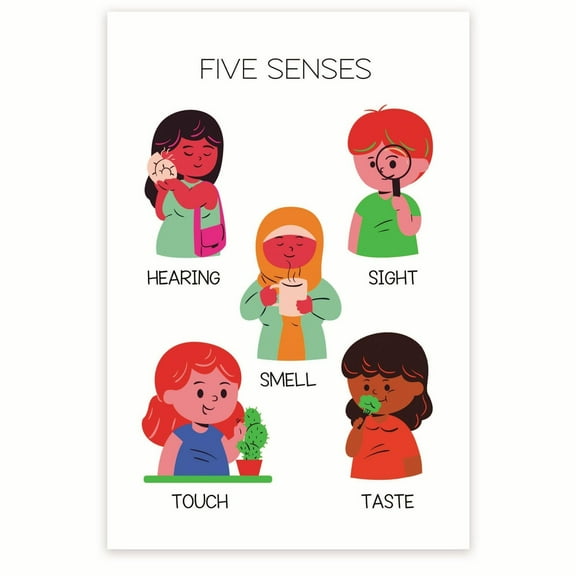 Five Sense Diagram Poster - Sensory System Chart - Visual Learning Tool - Science Education