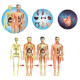 thumbnail image 4 of 3X 3D Human Body Anatomy Model Children Plastic DIY Skeleton Toy Science Early Learning Aids Educational Toys, 4 of 6