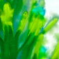 thumbnail image 2 of Tenoever, William 26x26 Gold Ornate Wood Framed with Double Matting Museum Art Print Titled - Green Flora 4, 2 of 4