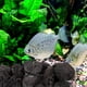thumbnail image 5 of Roca de lava negra para acuario, piedras volcánicas naturales para paisajismo y plantas, rocas decorativas para jardín - Bolsa grande de rocas, 5 of 8