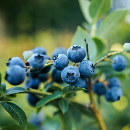 Expert Gardener 3-4 ft. tall Ocklochnee Rabbiteye Blueberry Live Shrub in 7-Gallon Grower Pot