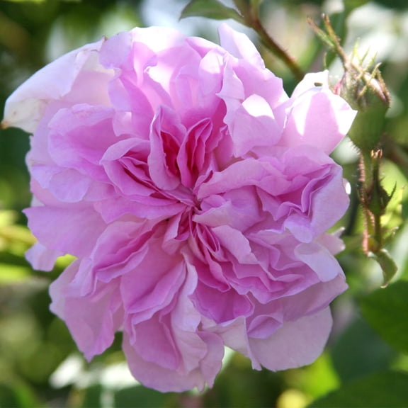 Heirloom Roses - Blush Damask Rose Bush - Damasks Live Plant Rose Plant