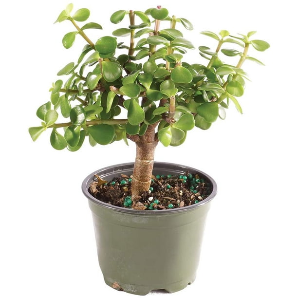 Florida Grown Jade Bonsai Tree Indoor Decor Decorative Rocks Healing Crystals Live Dwarf Jade Plant Mini Bonsai Tree With Ceramic Base Blue Patio Lawn Garden Plants Seeds Bulbs Florent Dejardin Fr