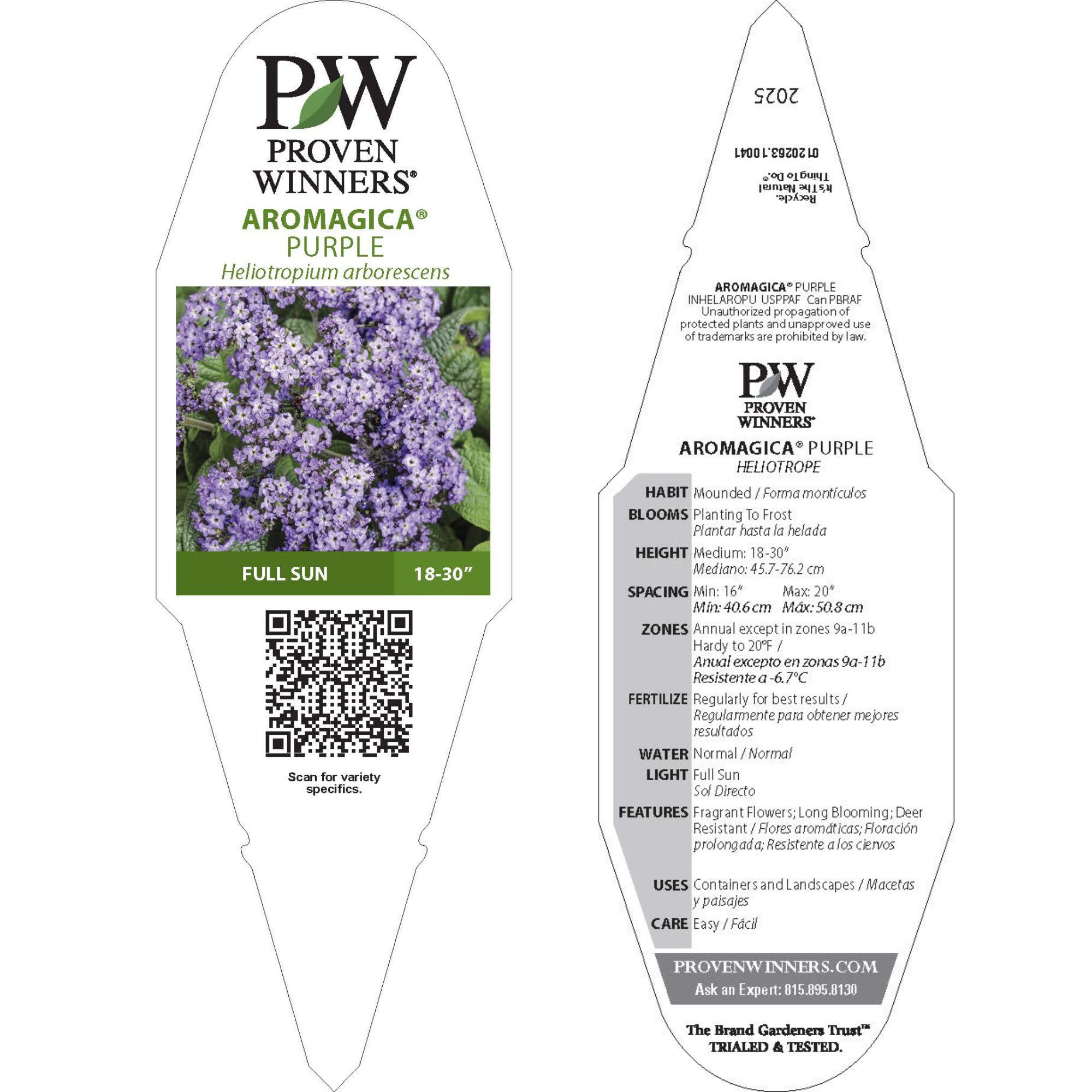 Proven Winners 4" Aromagica Purple Heliotrope Live Plant in 4.25" Pot (4 Count)