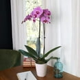 thumbnail image 7 of Just Add Ice 16-30" Pink Premium Orchid Live Plant in 5" White Ceramic Pot, House Plant, 7 of 7