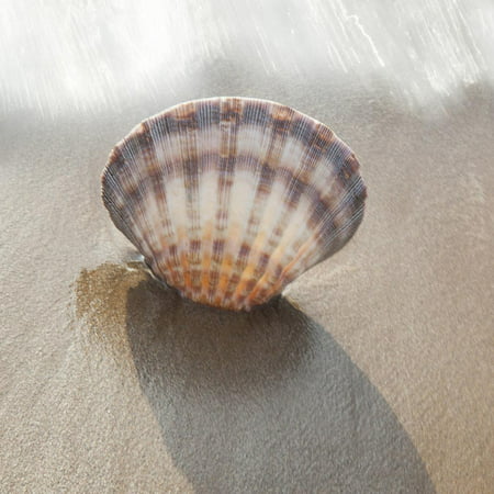 Scallop seashell in surf Maui, Hawaii Print Wall Art By Darrell (Best Beaches In Maui For Seashells)