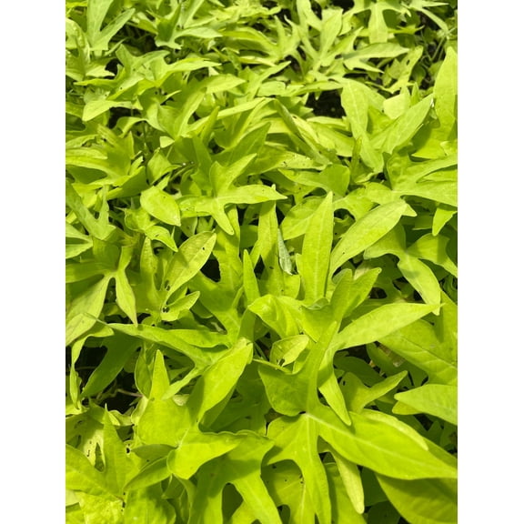 3 Marguerite Sweet Potato Vine, in 2.25 inch pot- Decorative Vine only, not vegetable producing