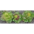 thumbnail image 4 of Prizehead Lettuce Seeds - 1000+ Non-GMO Heirloom Seeds, Lactuca sativa, (Isla's Garden Seeds), 85% Germination Rate, Perfect for Home Gardens & Gifts, 4 of 7