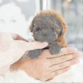 thumbnail image 2 of My Realistic Robot Puppy Electronic Interactive Pet Dog Cute Gifts Toys for Girls Kids, 2 of 2