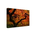 thumbnail image 2 of Trademark Fine Art 'Fall Chaos copy' Canvas Art by Darren White Photography, 2 of 3