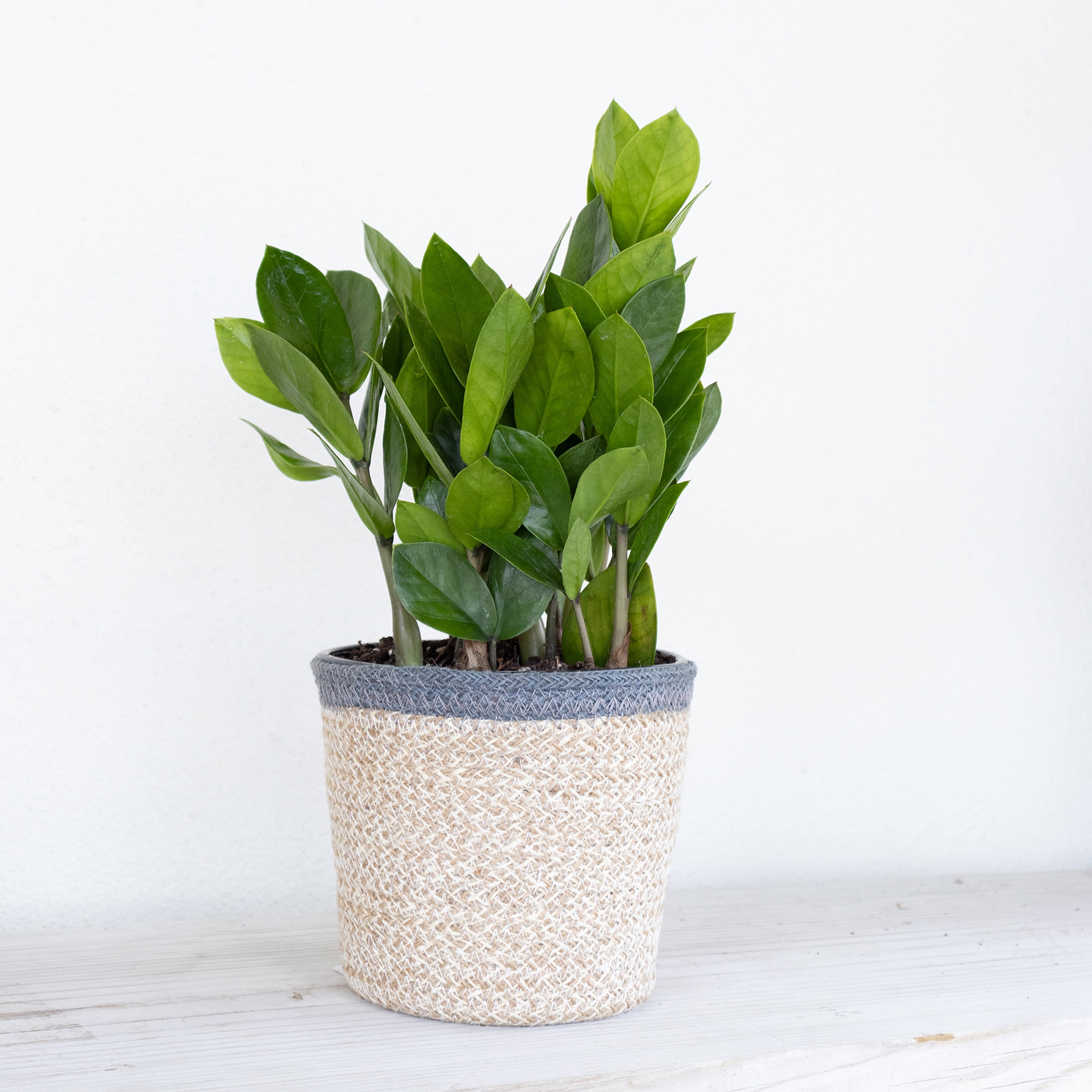 United Nursery Live ZZ Plant 12-16 inches Tall in 6-inch Grower Pot Indoor Low Light