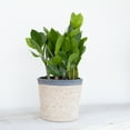 thumbnail image 4 of United Nursery Live ZZ Plant 12-16 inches Tall in 6-inch Grower Pot Indoor Low Light, 4 of 13