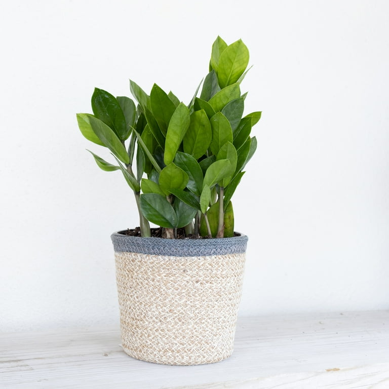 United Nursery Live ZZ Plant 12-16 inches Tall in 6-inch