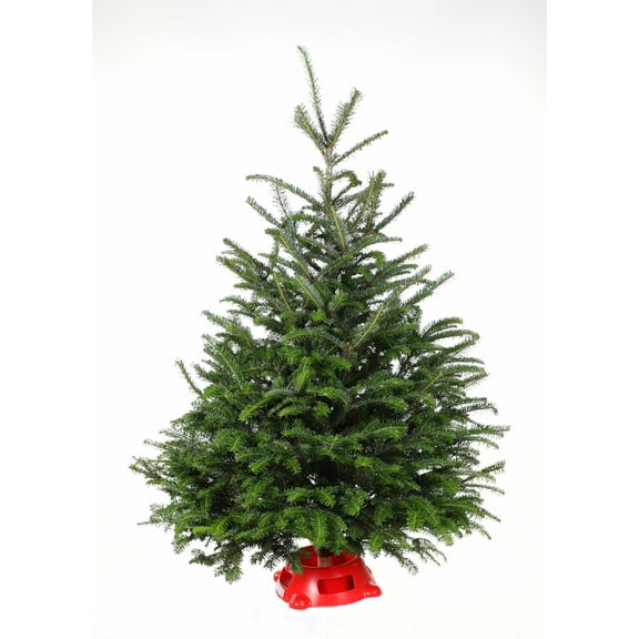 Fraser Fir Table Top Tree